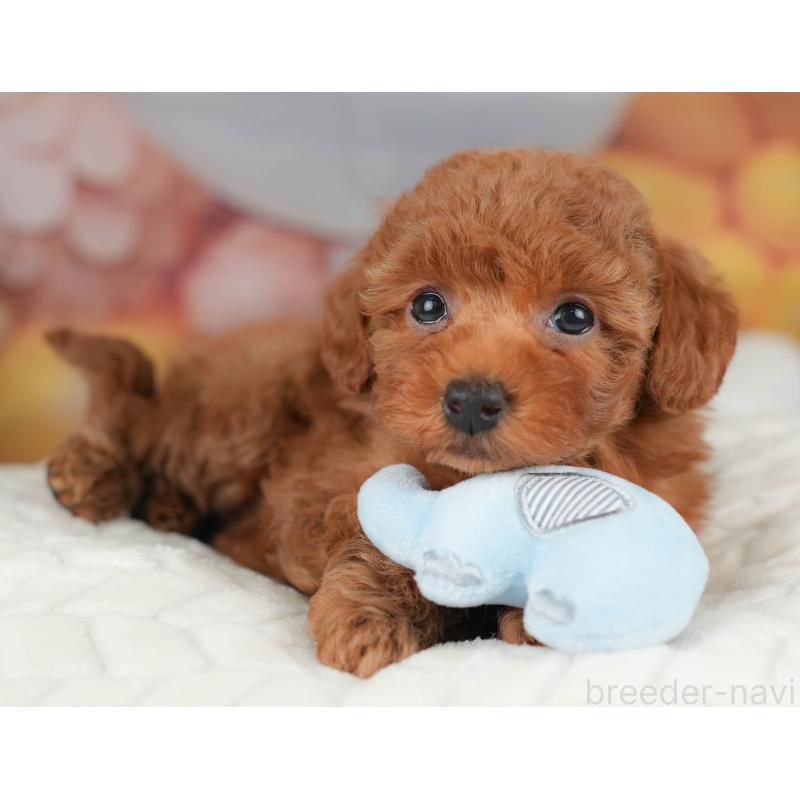 販売中の栃木県のトイプードル-445849の8枚目