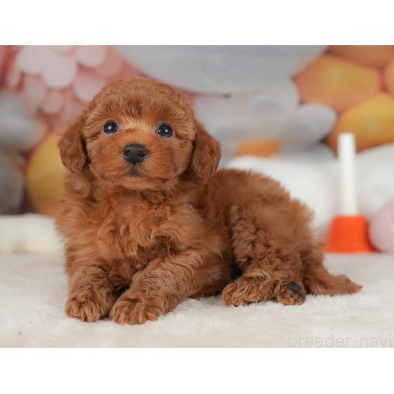 販売中の栃木県のトイプードル-445849の7枚目