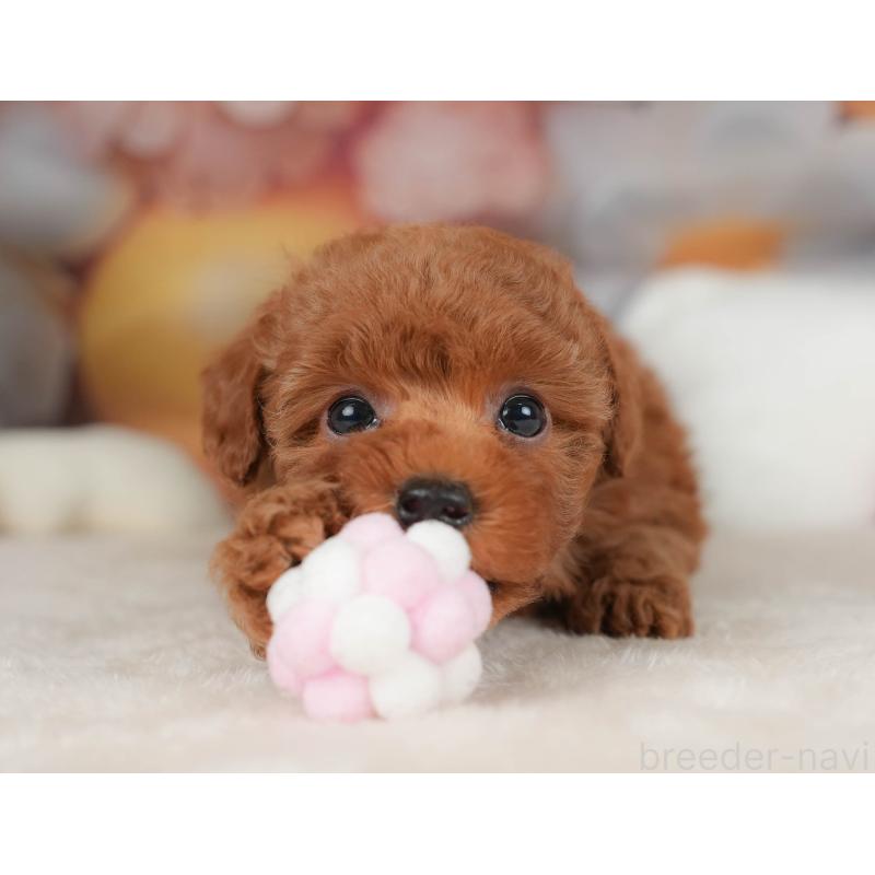 販売中の栃木県のトイプードル-445849の6枚目