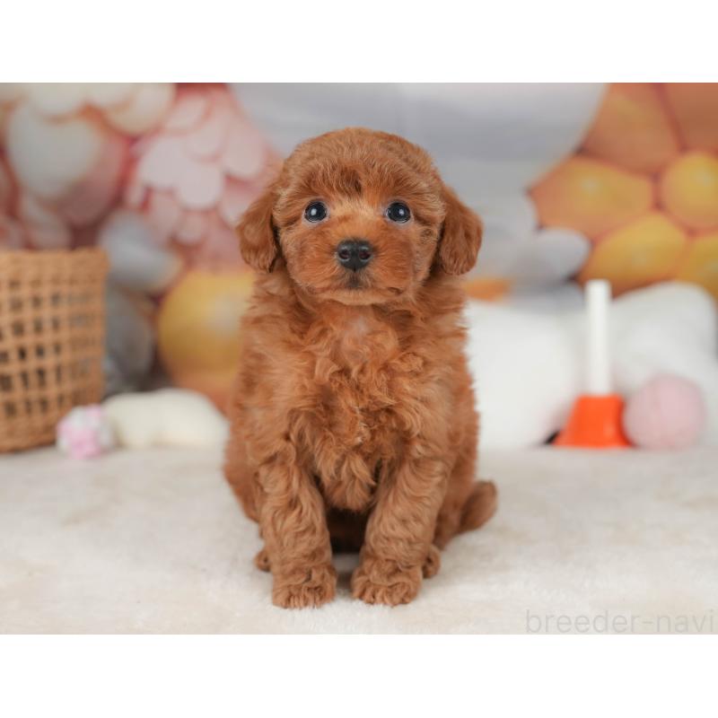 販売中の栃木県のトイプードル-445849の4枚目