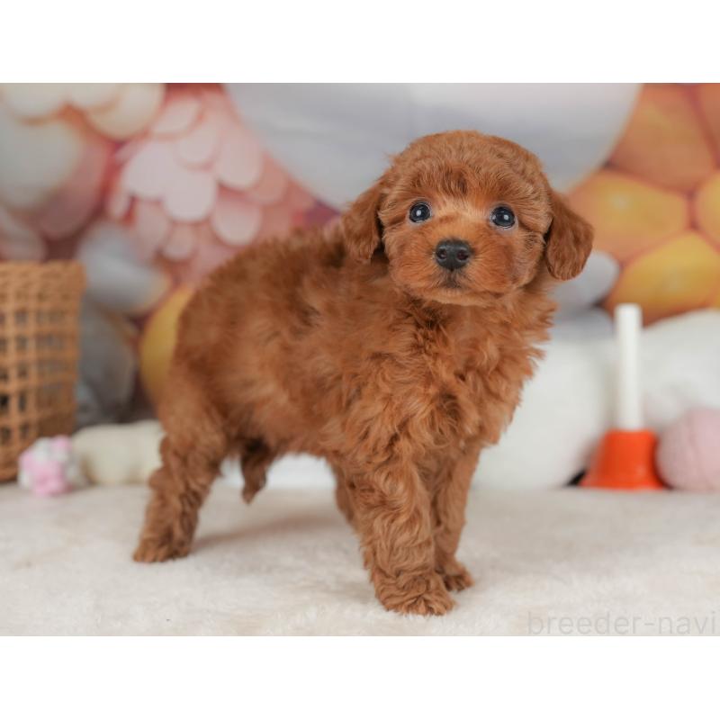 販売中の栃木県のトイプードル-445849の3枚目