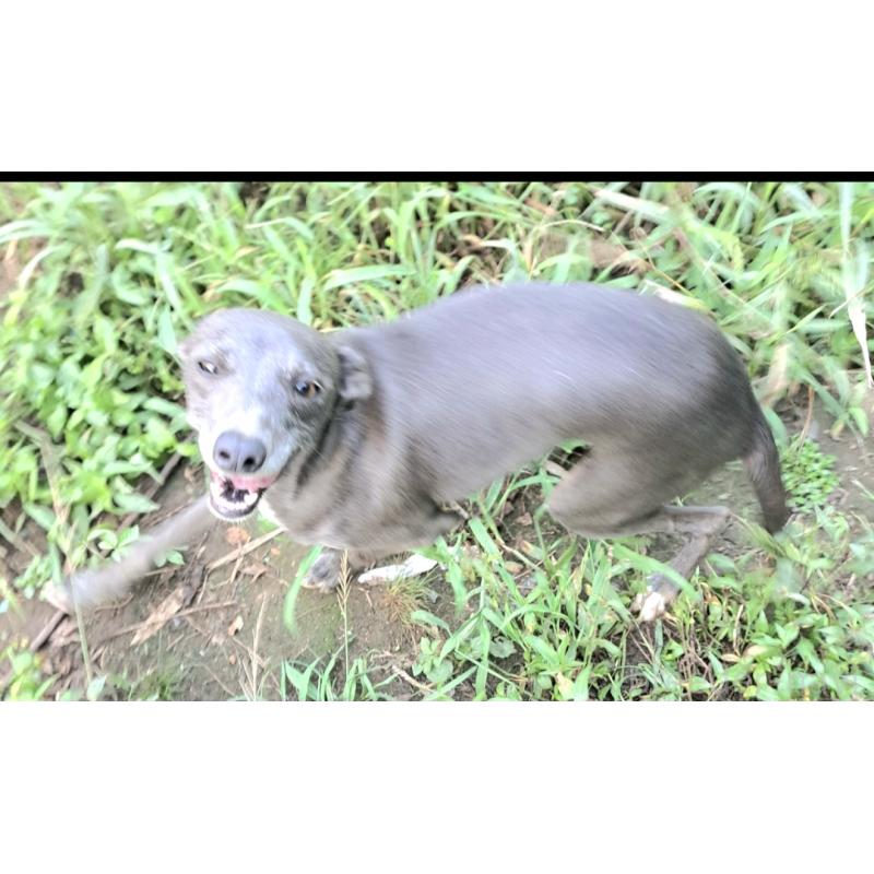 グータマちゃん1枚目