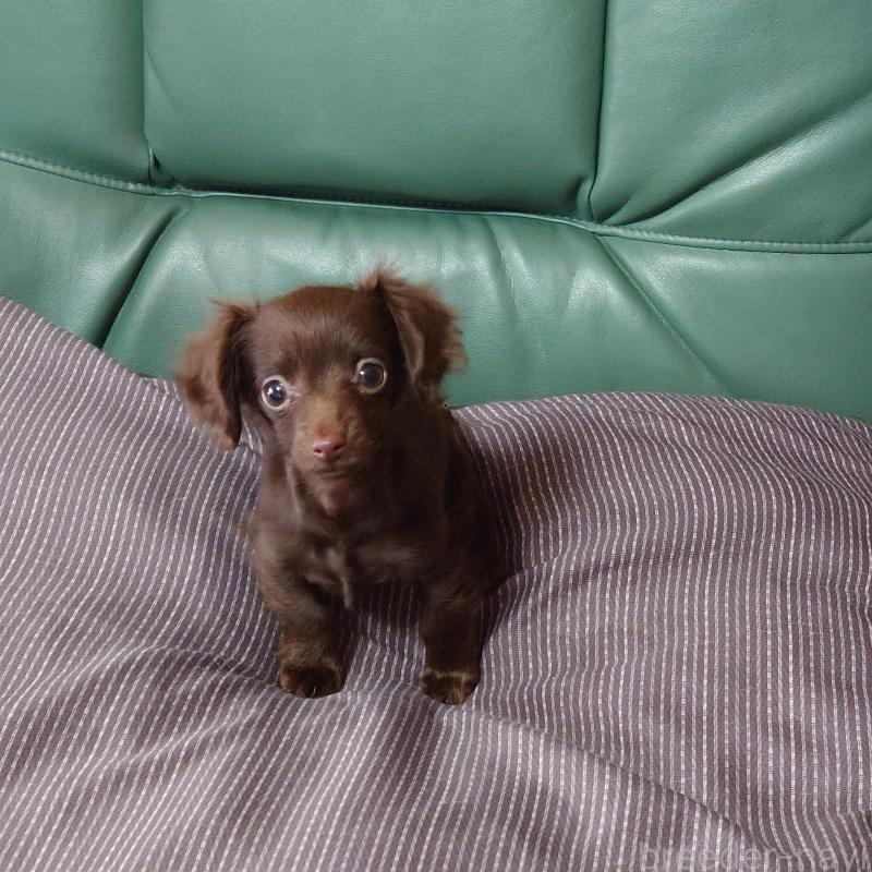 成約済ののミニチュアダックスフンド(ロングヘアード)-439620