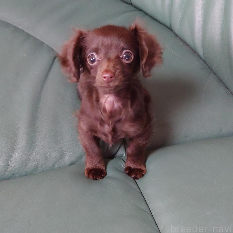 成約済の埼玉県のミニチュアダックスフンド(ロングヘアード)-439620の3枚目