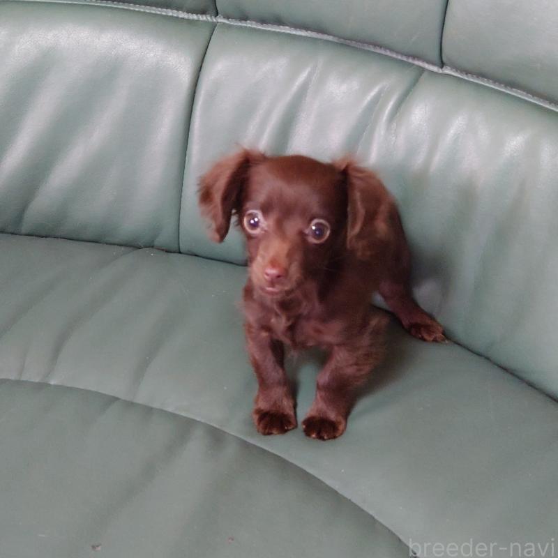 成約済の埼玉県のミニチュアダックスフンド(ロングヘアード)-439620の2枚目