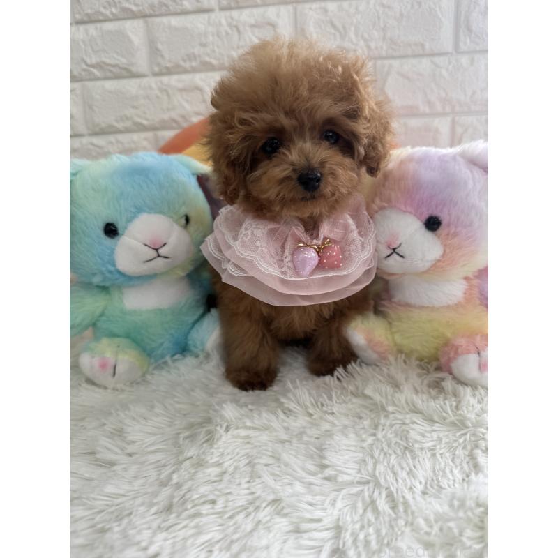 販売中の埼玉県のティーカッププードル-436465の4枚目