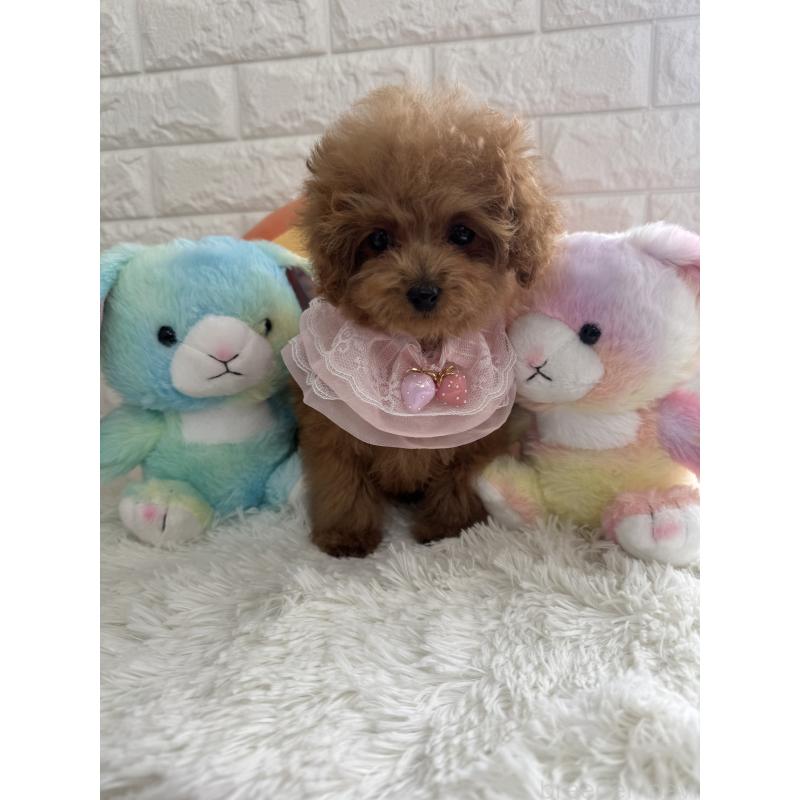 販売中の埼玉県のティーカッププードル-436465の3枚目