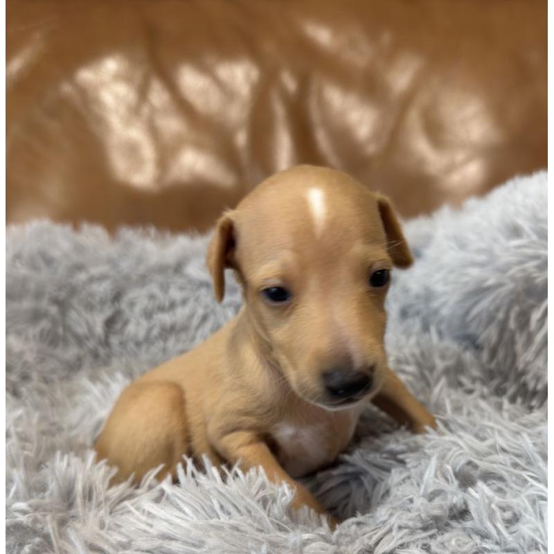 販売中の山梨県のイタリアングレーハウンド(イタグレ)-444642の3枚目