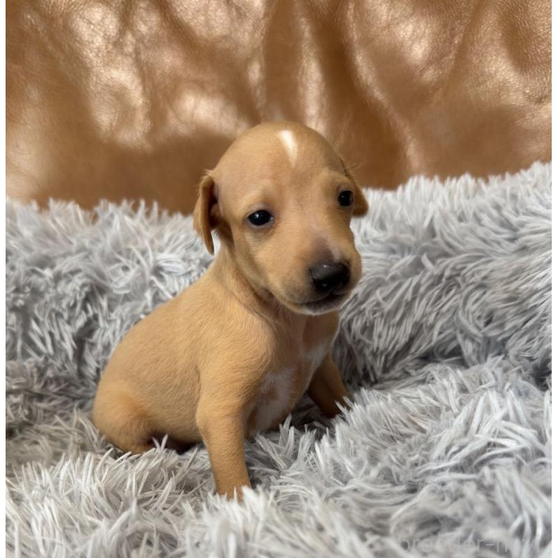 販売中の山梨県のイタリアングレーハウンド(イタグレ)-444642の2枚目