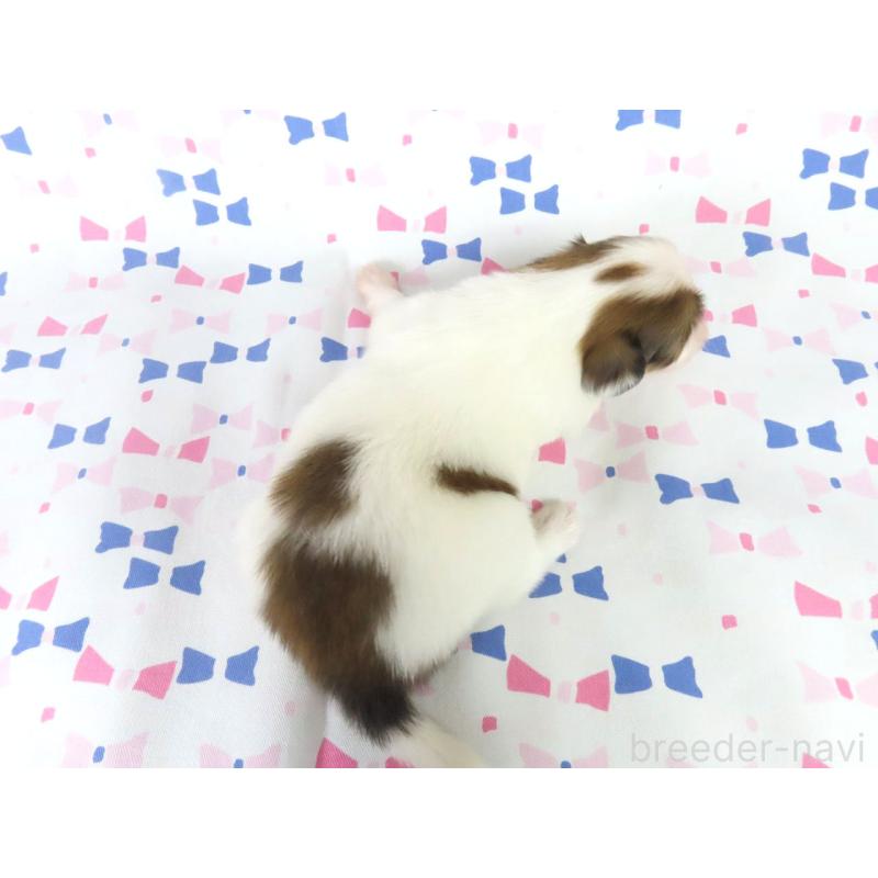 販売中の千葉県のパピヨン-444643の5枚目