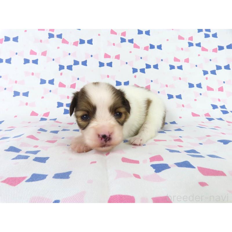 販売中の千葉県のパピヨン-444643の3枚目