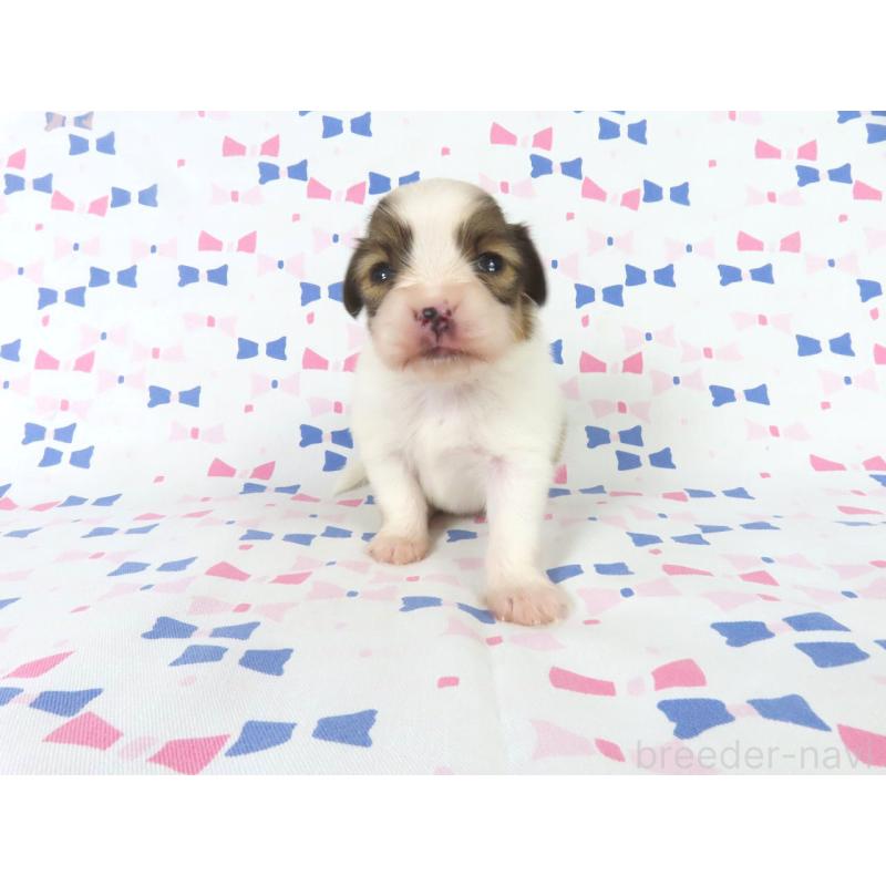 販売中の千葉県のパピヨン-444643の2枚目