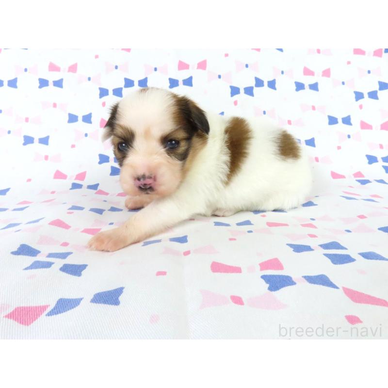 販売中の千葉県のパピヨン-444644の3枚目