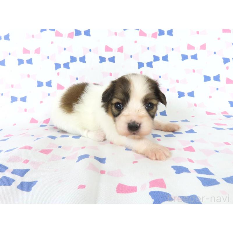 販売中の千葉県のパピヨン-444645の4枚目