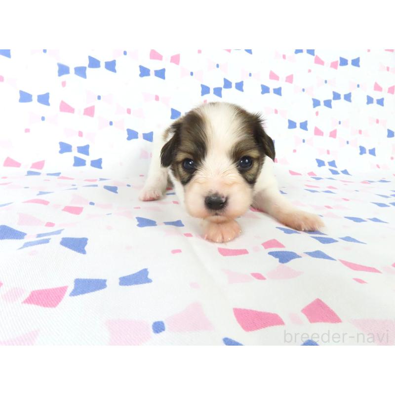 販売中の千葉県のパピヨン-444645の3枚目