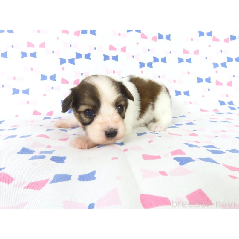 販売中の千葉県のパピヨン-444645の2枚目