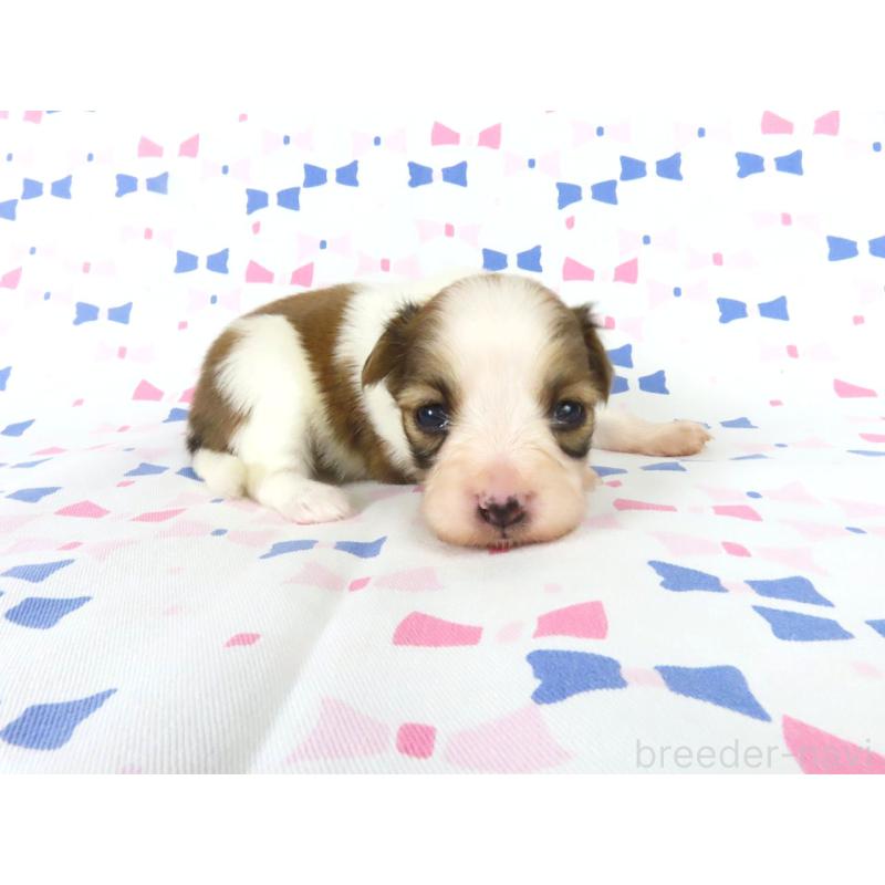 販売中の千葉県のパピヨン-444646の4枚目