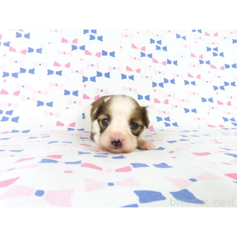 販売中の千葉県のパピヨン-444646の3枚目