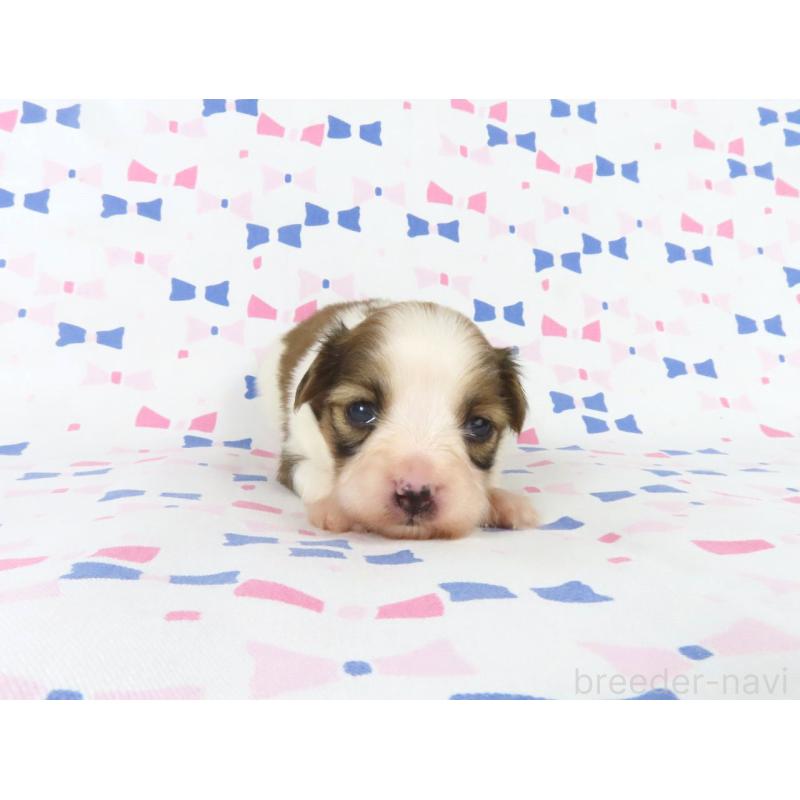 販売中の千葉県のパピヨン-444646の2枚目