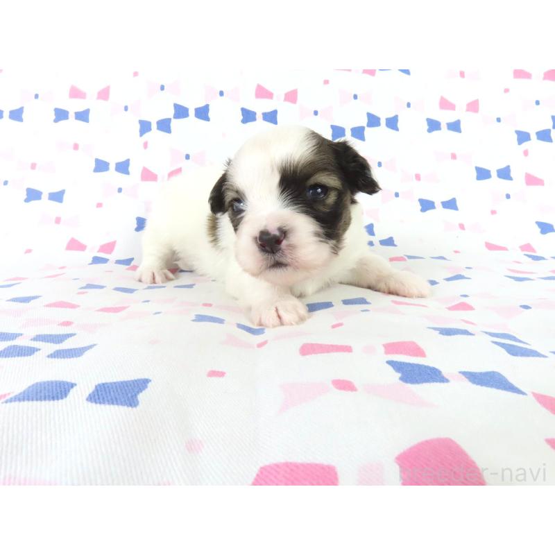 販売中の千葉県のパピヨン-444647の4枚目