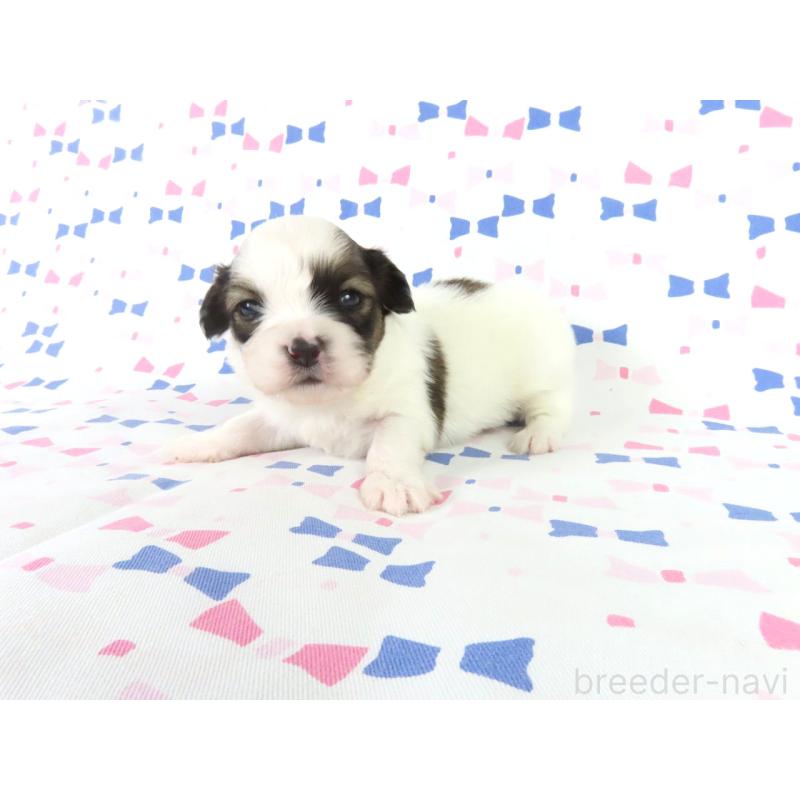 販売中の千葉県のパピヨン-444647の2枚目