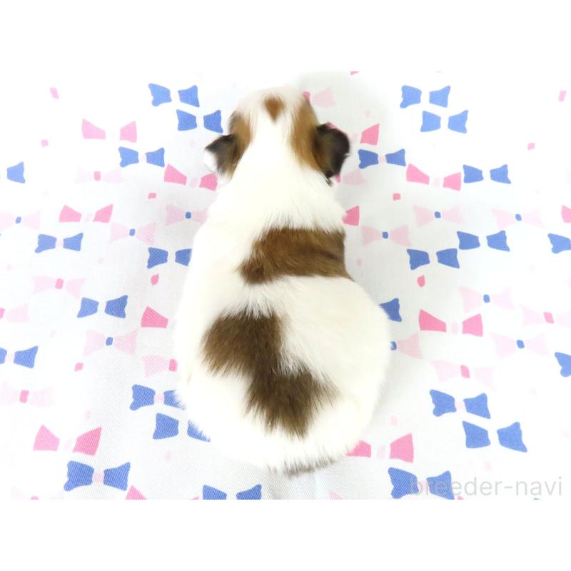 販売中の千葉県のパピヨン-444649の5枚目