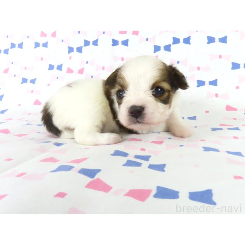 販売中の千葉県のパピヨン-444649の4枚目