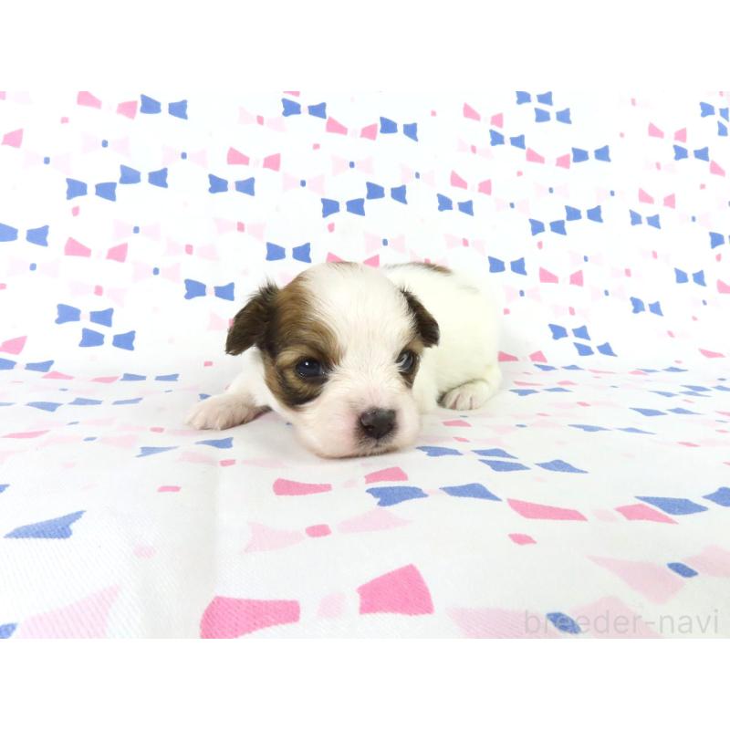 販売中の千葉県のパピヨン-444649の3枚目