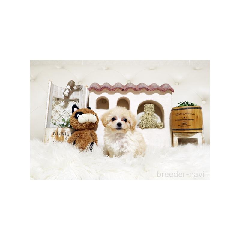 販売中の佐賀県のトイプードル-444650の4枚目