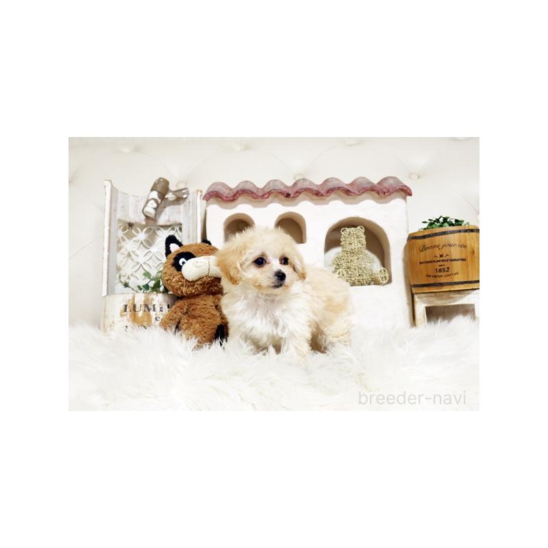 販売中の佐賀県のトイプードル-444650の3枚目