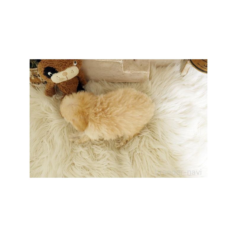 販売中の佐賀県のトイプードル-444650の2枚目