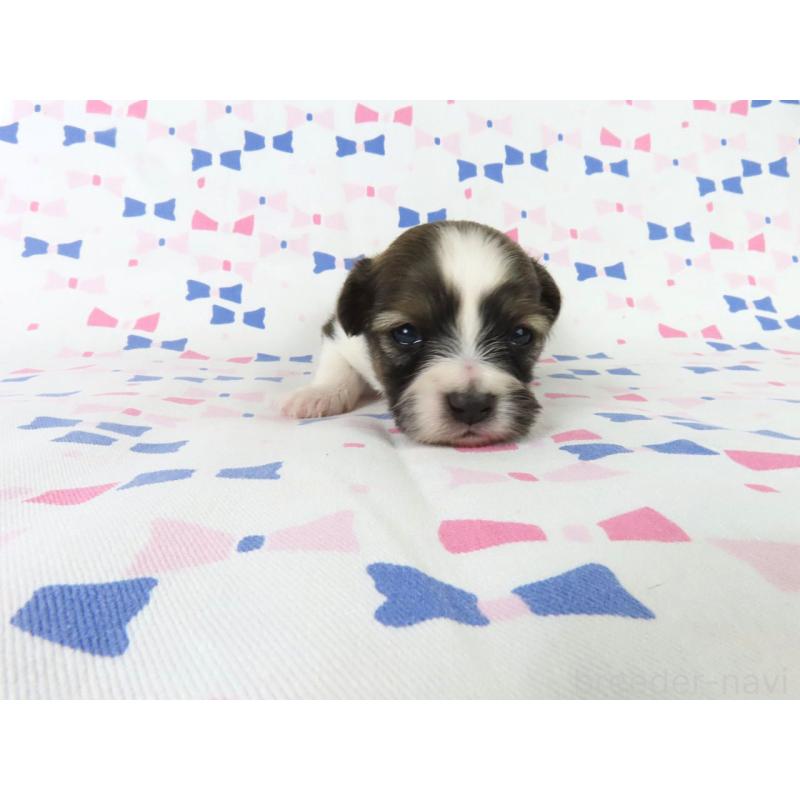 販売中の千葉県のパピヨン-444651の3枚目