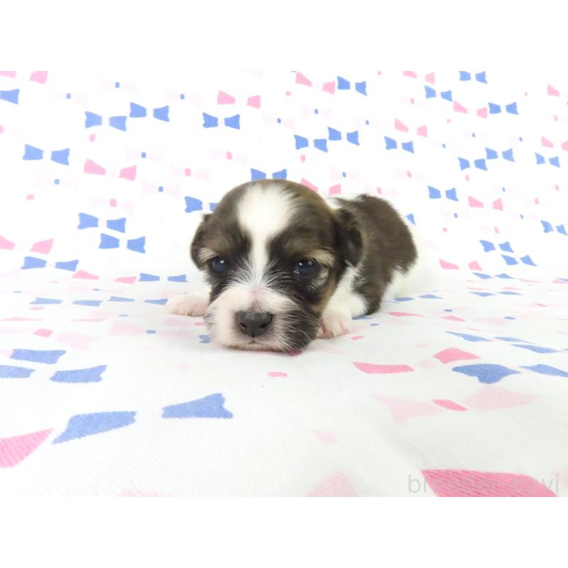 販売中の千葉県のパピヨン-444651の2枚目