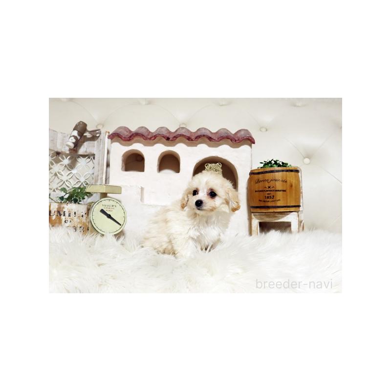 販売中の佐賀県のトイプードル-444652の4枚目