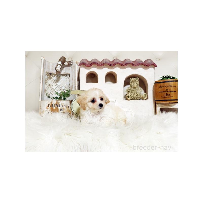 販売中の佐賀県のトイプードル-444652の3枚目