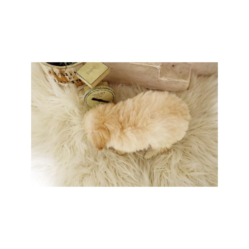 販売中の佐賀県のトイプードル-444652の2枚目