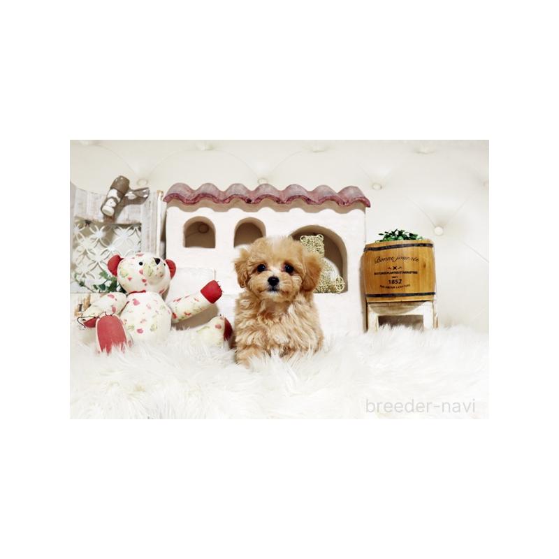 販売中の佐賀県のトイプードル-444653の5枚目