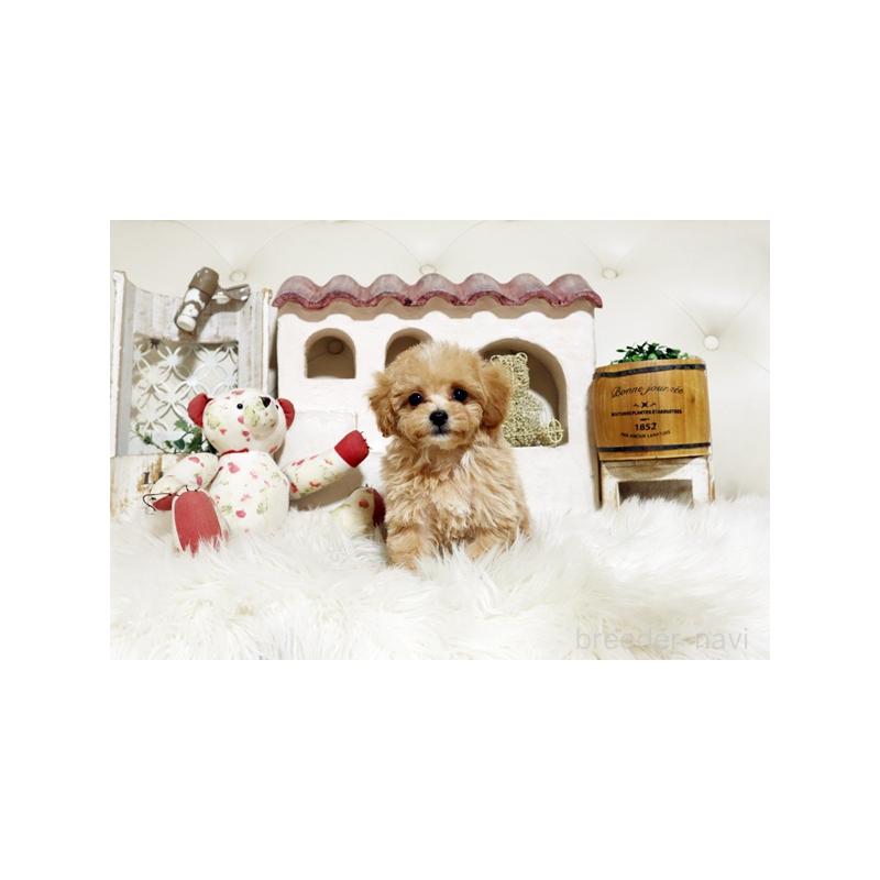 販売中の佐賀県のトイプードル-444653の4枚目