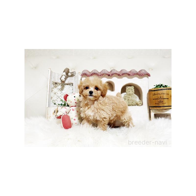 販売中の佐賀県のトイプードル-444653の3枚目