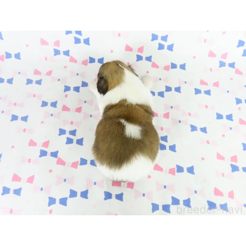 販売中の千葉県のパピヨン-444654の5枚目