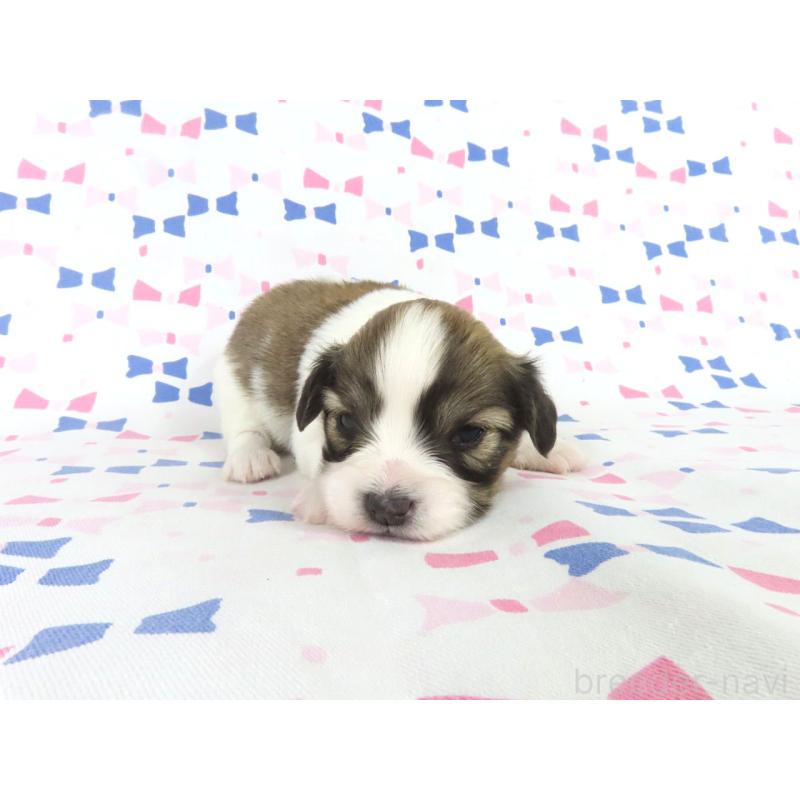 販売中の千葉県のパピヨン-444654の4枚目