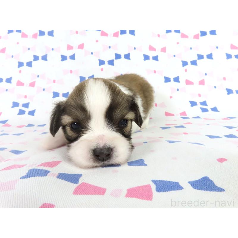 販売中の千葉県のパピヨン-444654の3枚目