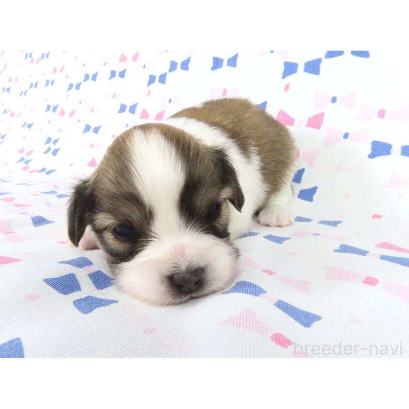 販売中の千葉県のパピヨン-444654の2枚目