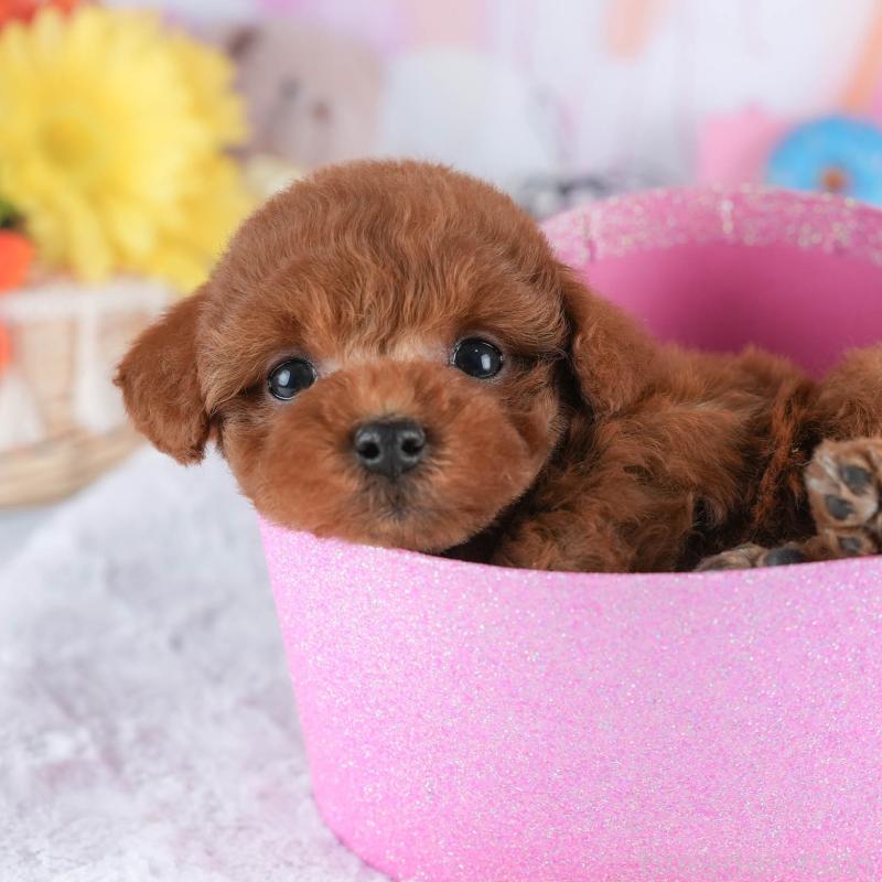 販売中の茨城県のトイプードル-445115