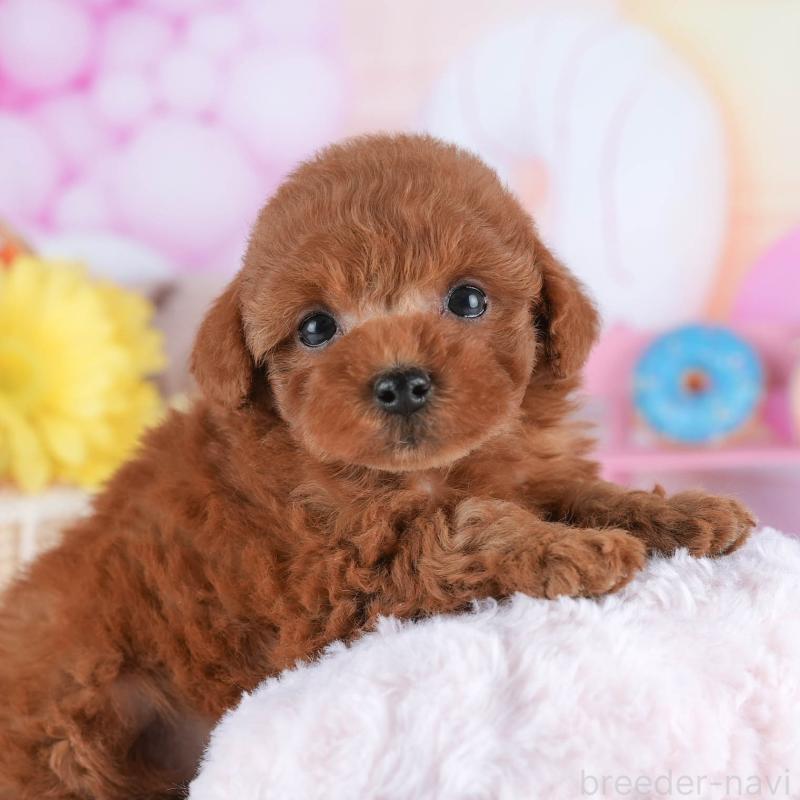 販売中の茨城県のトイプードル-445115の8枚目