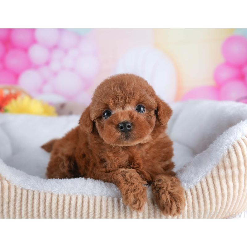 販売中の茨城県のトイプードル-445115の7枚目