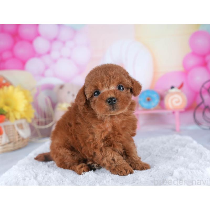 販売中の茨城県のトイプードル-445115の6枚目