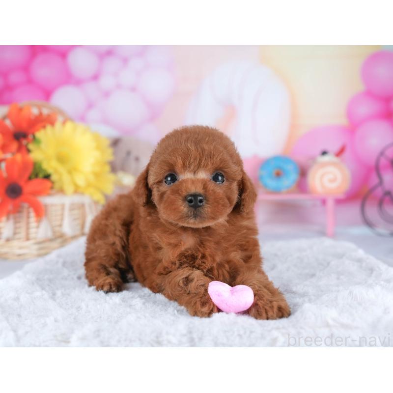 販売中の茨城県のトイプードル-445115の4枚目