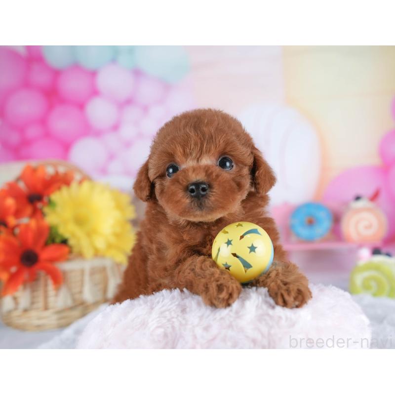 販売中の茨城県のトイプードル-445115の3枚目