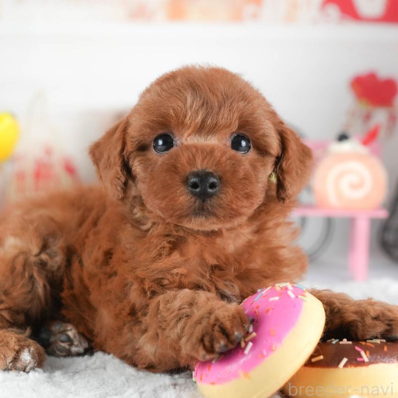 販売中の茨城県のトイプードル-445109